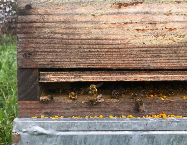Abeilles rentrent du pollen dans la ruche